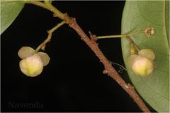 Orophea zeylanica
